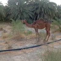 شتر ماده دو سال ماده