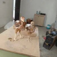 جوجه خروس لاری