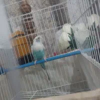 مرغ عشق|پرنده|ایرانشهر, |دیوار