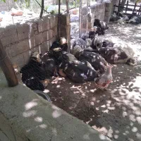 ۵راس بره ترکی در جه یک براقصابی