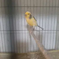 تعدادی قناری نر بخون|پرنده|فردیس, شهرک شهید حسینی|دیوار