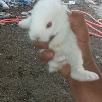 خرگوش