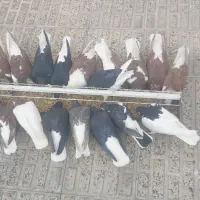 سیاهپوش|پرنده|قزوین, |دیوار