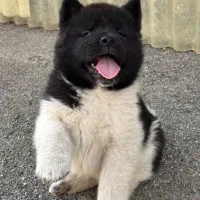 آمریکن اکیتا خاص