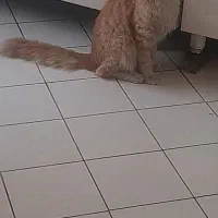 گربه حرف گوش کن و تمیز و با ادب|گربه|تهران, افسریه شمالی|دیوار