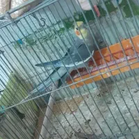 عروس هلندی دستی معاوضه قناری