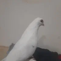 کبوتر قرمز گوز