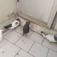 کفتر|پرنده|مشهد, مشکینی (شهرک غرب)|دیوار