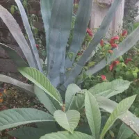 تعدادی گل شامل پالم ،شفلر اکوبا ،ورنی ،سیکاس ،