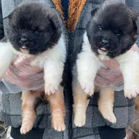 اکیتا ژاپنی و امریکایی|سگ|کرج, فاز ۳ مهرشهر|دیوار