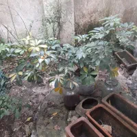 شفلیرابزرگ