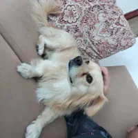 سگ بامر روباهی بافهم|سگ|بوشهر, |دیوار