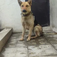 سگ نژاد  ژرمن ماده