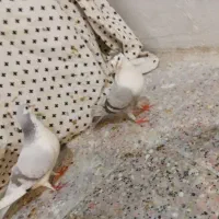 ساعت مچی|ساعت|زابل, |دیوار