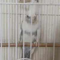 عروس هلندی|پرنده|ماکو, |دیوار