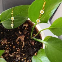 گوشواره بابونه شیک|بدلیجات|سیرجان, |دیوار