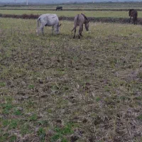 یک راس  قاطر|حیوانات مزرعه|چوبر, |دیوار