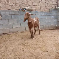 بزجوان|حیوانات مزرعه|شوشتر, |دیوار