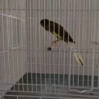 قناری رسمی سایز دار