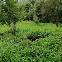 فروش زمین باغی|فروش زمین و ملک کلنگی|لنگرود, |دیوار