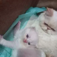 سه تا بچه گربه