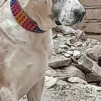 ماده خراسانی اصیل|سگ|سبزوار, قائم|دیوار