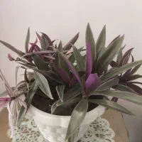 زیپیلین رنگی شاداب|گل و گیاه طبیعی|فلاورجان, |دیوار