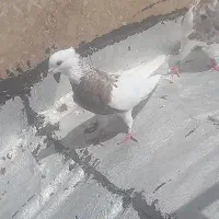 کلفه کارتونی سرکه ای الیام