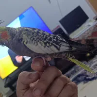 عروس هلندی 55 روزه|پرنده|اصفهان, شیخ اشراق|دیوار