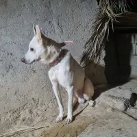 سگ گرگی سفید|سگ|آبپخش, |دیوار