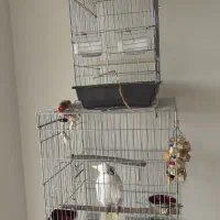 قفس آرا کاکادو کاسکو شاه طوطی|لوازم جانبی حیوانات|کن, |دیوار