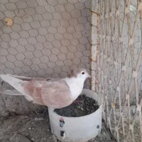کبوتر ساده زرد کاکلی نر
