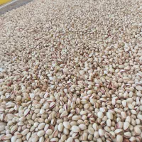 پسته و مغز پسته احمد آقایی امسالی|خوردنی و آشامیدنی|شاهینشهر, گزبرخوار|دیوار