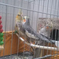 عروس هلندی