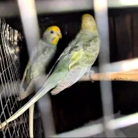مرغ عشق