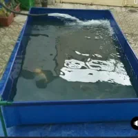 استخر اینتکس