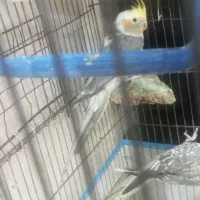 عروس هلندی نروماده جفت بامرغ محلی هم معاوضه دارم|پرنده|لامرد, |دیوار