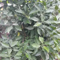 طراحی فضای سبز،گلکاری،آماده سازی