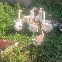 قوقاز و خروس گلین