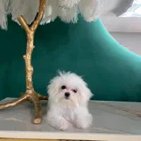 مالتیز اصیل با ضمانت