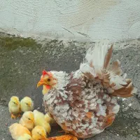 جوجه جاپنیز گلد متلد|حیوانات مزرعه|رشت, پورسینا|دیوار