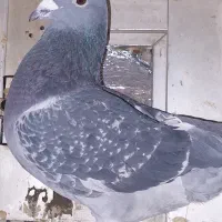 کبوتر اردن مسافتی|پرنده|محمدشهر, همایون ویلا|دیوار