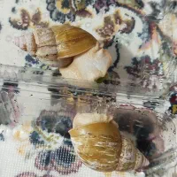 حلزون|خزنده|ساوه, |دیوار