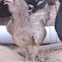 تخم نطفه دار آبی سبز زیتونی ارکانا و کرم قهوه ایام|حیوانات مزرعه|شیراز, کاراندیش|دیوار