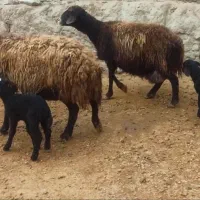 میش بره دار بز بزغاله گوسفندآبستن بره قوچ افشاری