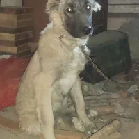 واگذاری سگ کانگال