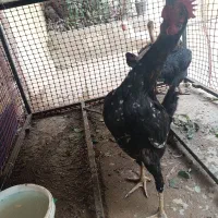 3 عدد نیمچه.مرغ گردن لخت