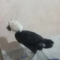 مرغلهستانی|حیوانات مزرعه|نسیمشهر, |دیوار