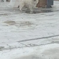 سگ پاکوتا|سگ|ابهر, |دیوار