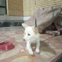 سگ آروم و بی صدا|سگ|شیراز, گلشن|دیوار